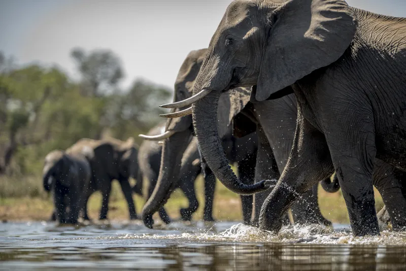 South Africa Platinum and Victoria Falls
